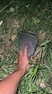 1.3M views · 3.5K reactions | Strange furry animals | Oji TV | Facebook