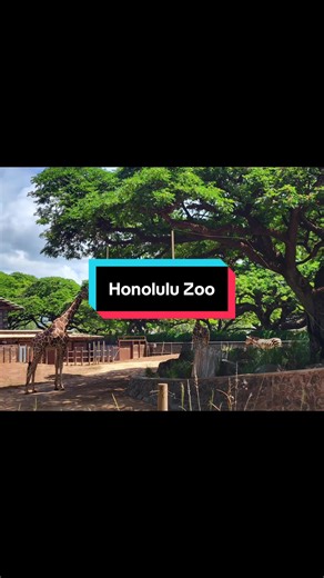 Exploring Honolulu Zoo's Amazing Animals