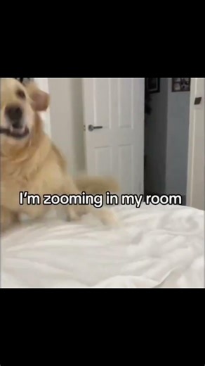 Happy Dog compilation, this video will make your day happier! #happypaws Zoomies