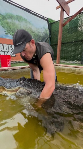 Struggle snuggles with this big gator!! My job is to just annoy Seven all day with my shenanigans😂😂. Thankfully he is so tolerant 😂.More info on him from previous posts-At Everglades Holiday Park Seven is our biggest gator at EHP, he’s 10ft and likely around 350-400lbs. He has his own enclosure all to himself now, he’s gotten too big and aggro to be in with the other gators as he can easily kill some of the smaller ones in the main enclosure. That of course did not happen, but we made the mov