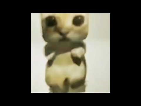 EL gato meme compilation