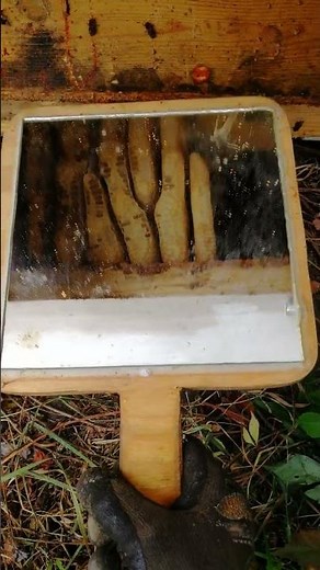 Wirrbau im Top Bar Hive..