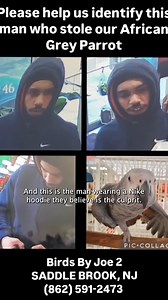 270K views · 4.6K reactions | An African Gray Parrot was stolen from a pet store in New Jersey. The owner of Birds By Joe 2 shared video on social media of the man they say ran out the door with the bird. | Inside Edition | Facebook