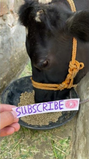 Relaxing Cow ASMR 🐄 | Peaceful Farm Sounds for Deep Sleep & Stress Relief