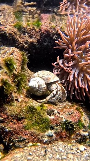 Stunning Underwater Marine Life | AI Deep Sea Exploration