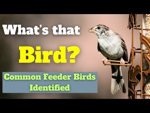 Every Backyard Bird You Need to Know!