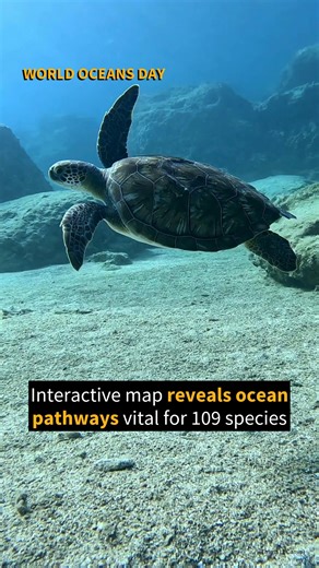 47K views · 220 reactions | These invisible roads offer seafaring travelers the right conditions, at the right time of year, to guide them through otherwise hostile landscapes. Read more: https://www.sciencealert.com/interactive-map-reveals-ocean-pathways-vital-for-109-species #ScienceNews #STEM #ScienceAlert #Nature #WorldOceansDay Video credit: dimitris k/Pexels/Canva | ScienceAlert | Facebook