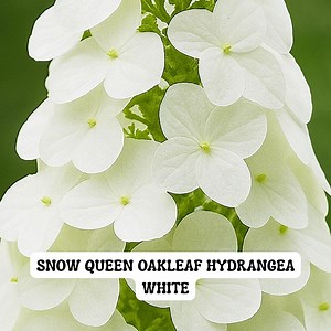 Snow Queen Oakleaf Hydrangea, Live Plant 4" Pot, White Summer Blooms - Etsy