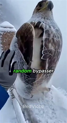 This Bird was Frozen...