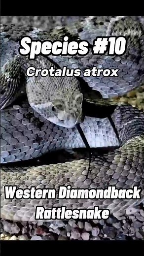 Western Diamondback Rattlesnake in Arizona #allarizonareptiles #snake #herping