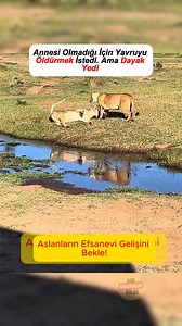 1M views · 4K reactions | Dişi Aslan Yavruyu Öldürmek İstedi… Ama Son Anda! #aslan #yavruaslan #vahşidoğa #hayvansever #belgesel #birdakikalikbilgi1 #birdakikalikbilgi2 dişi aslan, yavru aslan, vahşi doğa, hayvan hikayeleri, belgesel, birdakikalikbilgi1, birdakikalikbilgi2 | Birdakikalıkbilgi | Facebook