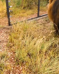 191K views · 6K reactions | Lion ASMR Walking in the Rain #cat #wild #fun | Kevin Richardson | Facebook