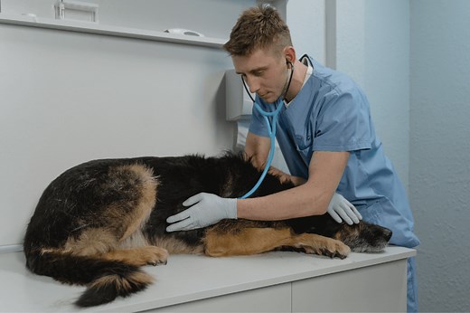 Opening a Profitable Vet Clinic - Numbers you Need to Know