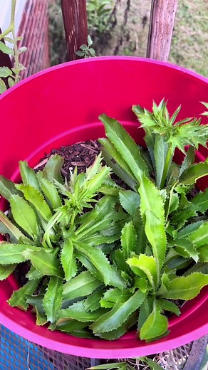 Exploring Culantro: A Flavorful Herb from the Caribbean, Mexico, and South America