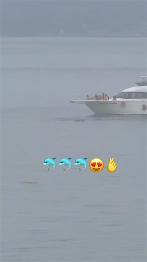 癒し❤️ イルカに会える町🐬#イルカ #dolphin #癒し #天草市 #熊本 #九州 #日本 #japan #travel #peaceful #cute #youtubeshorts