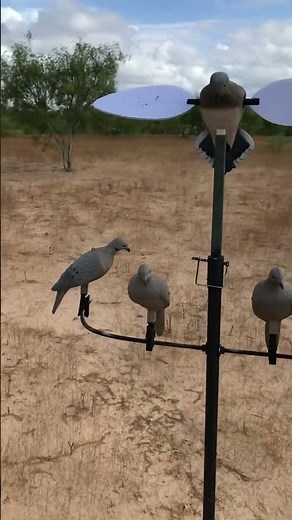 Dove decoy set up 10-1-2023