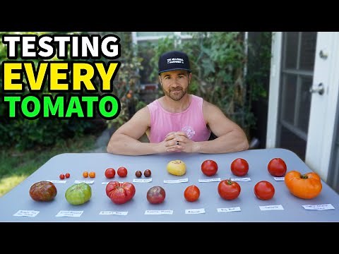 I Tried EVERY TOMATO In My Garden, And I'm SPEECHLESS!