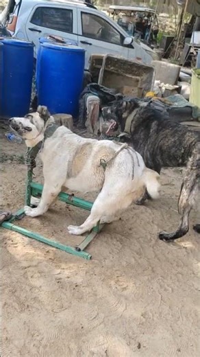 Amazing Dog Breeding Process