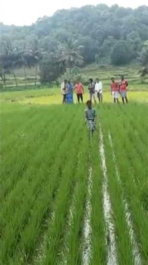 Cono weeder leads in Paddy Fields #viralvideo #ytshorts #shorts #shortsfeed @farmya @RythuBadi