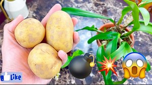33K views · 1.4K reactions | Saludos mi gente! Aquí les muestro lo fácil que es hacer tu propio fertilizante 100% natural en la comodidad de tu hogar! Tus orquídeas te lo agradecerán con un ramo de flores!  | Jeffry Orquídeas y más | Facebook