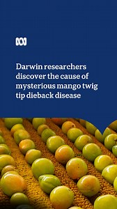 3.6K views · 22 reactions | Scientists find the cause of mango twig tip dieback, eight years after the mysterious disease emerged in the Top End. Farmers say the discovery is a “first step” to treating the disease, which can drastically reduce mango yields.  Sam Parry Read more:https://ab.co/41aVdl4 Get the news that matters to you straight from the source. Download the ABC NEWS app: https://ab.co/abcnewsapp | ABC Rural | Facebook