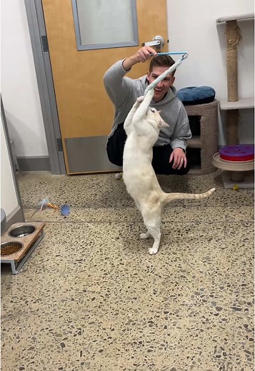 Celebrate National Adoption Week at PetSmart
