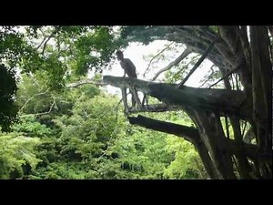 Kipu Falls - Alchetron, The Free Social Encyclopedia