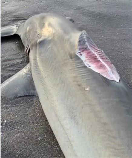Horrific mutilation to great hammerhead shark found on Florida beach