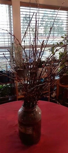 Crabapple cuttings 😍