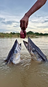 Underwater big monster fishing with chicken liver #fish #video #reels | Discovery Site