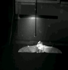 Winging it: How do bats out-maneuver their prey?
