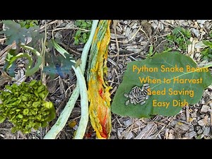 When to harvest Python snakes beans, seed saving, how to cook and it tastes