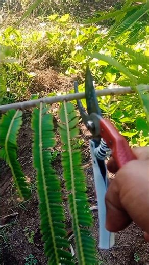 How to Prune Indian Gooseberry Tree for High Production #aamla #shorts