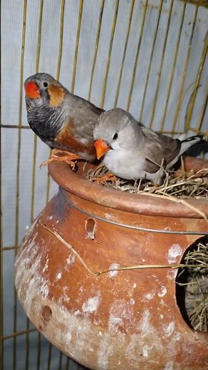 Zebra Finch Pair – Love, Nesting & Breeding Moments 🪺🐣🐦 #finch #zebrafinch #foryou #shorts