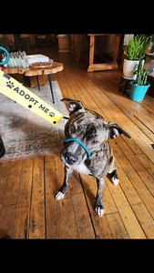 30 reactions · 3 comments | Adopt me!! Pebbles from Pound Buddies...