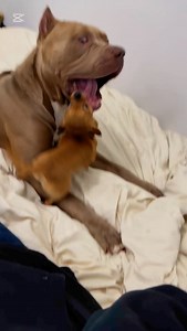 4.3K views · 8.7K reactions | Milton & Kezler playing  #dog #dogsofinstagram #chihuahua #pitbull #americanbully | miltonnkez | Facebook