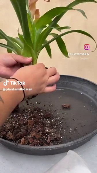 Guzmania pup 🤗 the mama gave up a while ago so i finally decided to remove her pup and pot her up … I tossed the mother plant and placed the pup directly to soil with tons and tons of orchid bark and some regular potting mix gave her a good water and ill keep you posted on her growth 🤗 Wish her luck 🤞🏼! Do you own a guzmania in your planty collection? 🤔 #guzmania #plantpup #plantsoftiktok🌱