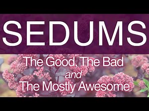 The Succulent You’re Probably Growing Wrong (And Why I Love Them) #sedums #gardening #perennials