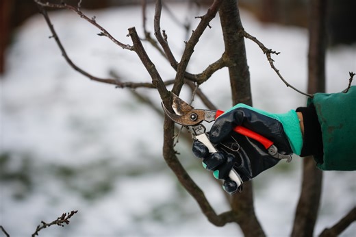 Winter pruning basics: What you can and shouldn't cut now