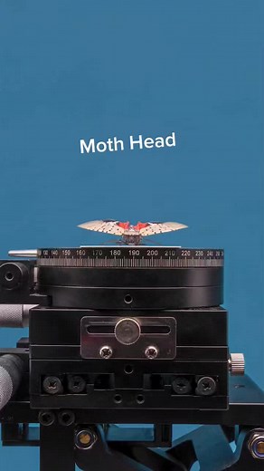 Exploring the Intricate Details of a Moth's Head