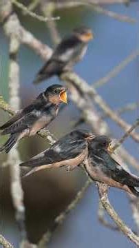 North American fledgling Barn Swallows wait to get fed on the fly