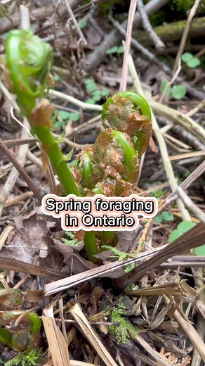 Fiddleheads are the curled, edible shoots of the ostrich fern and are considered a seasonal delicacy in many parts of Canada. Every year, thousands of Canadians get food poisoning. Fiddleheads can cause food poisoning if they have not been stored, prepared or cooked properly. Fiddlehead ferns are high in antioxidants and essential fatty acids, which are often found in so-called "superfoods." They can be especially good for people who don't eat fish, which are also high in essential fatty acids. 