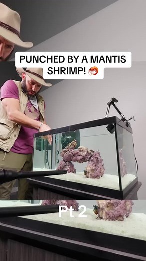 Getting Punched by a Mantis Shrimp