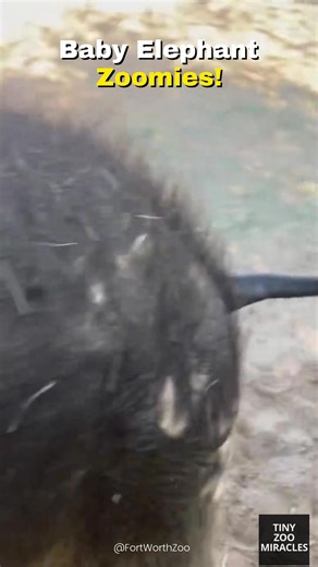 Baby elephant zoomies are in full swing! 🐘💨 Meet Lady Bird — the most playful little elephant at Fort Worth Zoo! 💕 She’s growing fast, learning from her herd, and practicing her log-moving skills (with a few adorable fails 😂). Watch her cuteness in action! 🌿👇 #LadyBirdTheElephant #FortWorthZoo #BabyElephant #ZooBabies #ElephantLove | Tiny Zoo Miracles