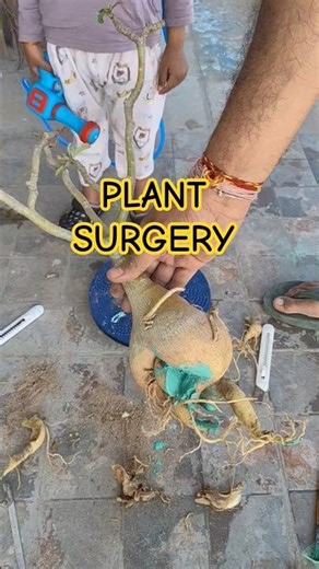 Grafted Adenium Surgery | Removing Rotten Roots