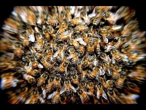 The Strange Mystery of Microbial, Hive and Swarm Intelligence