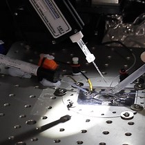 视频: 通过电生理场记录研究板间海马 CA1 的长期突触可塑性