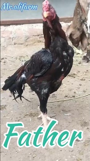 Rooster Fighter: A Father-Son Bonding Experience😱😱 $Shorts #Shamo #shoqeen 🥰🥰