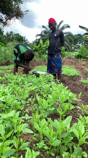 Collecting Vegetables for Soup: A Head of the Family's Duty