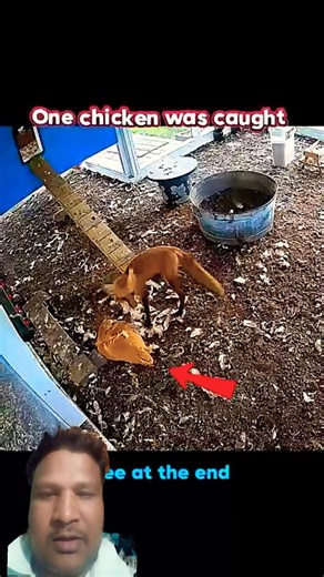 Caught on Camera: Fox Attacks Chicken Coop#shorts